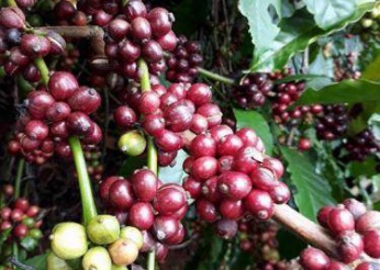 Hạt cà phê ngon tuyệt đỉnh được thu hoạch như thế nào?